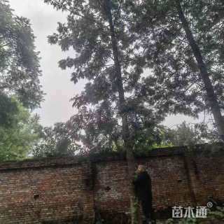 20公分银桦