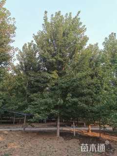 25公分美国红枫