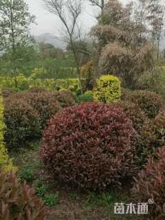 冠幅260厘米红叶石楠球