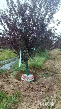 14公分红叶碧桃