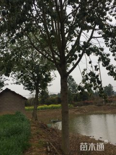 30公分乐昌含笑