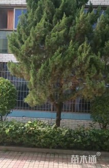 高度4000厘米柏树