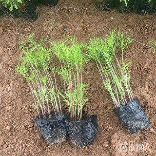 高度28厘米波斯菊