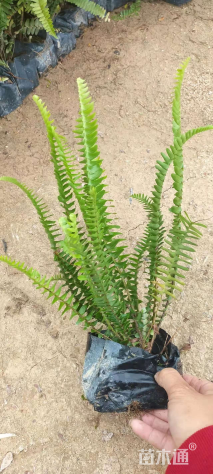 高度40厘米细叶芒