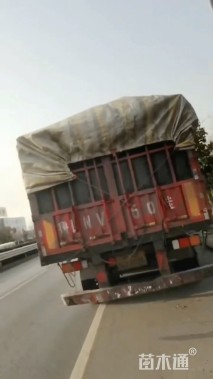 高度80厘米蜀桧