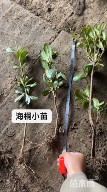 高度30厘米海桐小苗