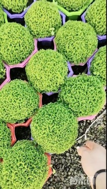 高度20厘米翠云草