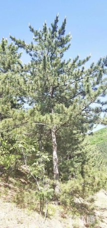 高度600厘米油松