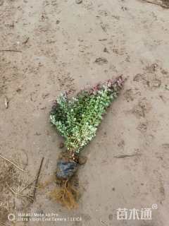 高度40厘米紫叶小檗