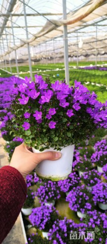 高度20厘米丹麦风铃