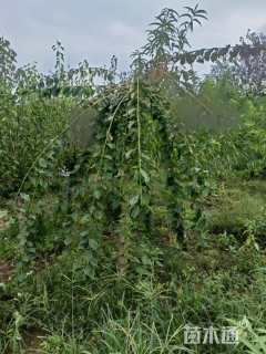 高度200厘米垂梅