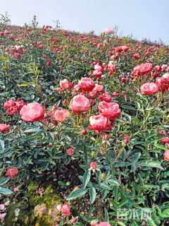 高度30厘米丰花月季小苗