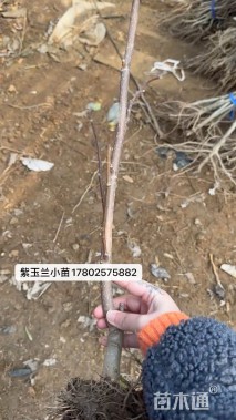 0.5公分紫玉兰