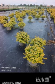 高度25厘米六道木