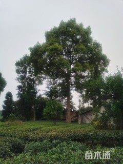 80公分香樟