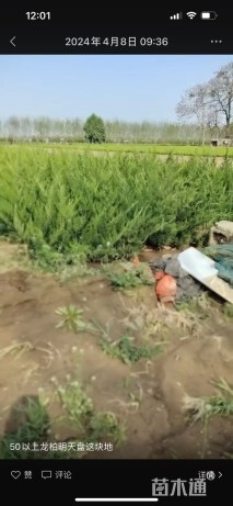 高度60厘米小龙柏