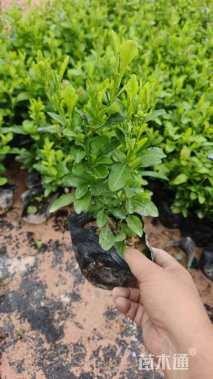 高度20厘米蓝雪花