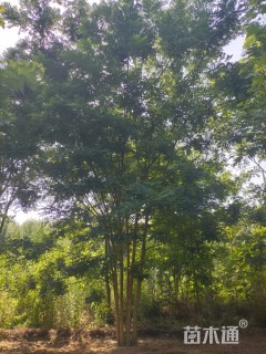 高度1000厘米丛生国槐
