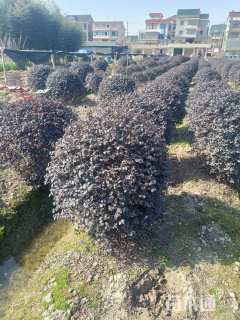 冠幅100厘米红花继木球