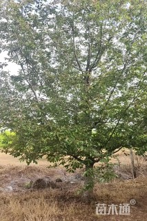 22公分绚丽海棠