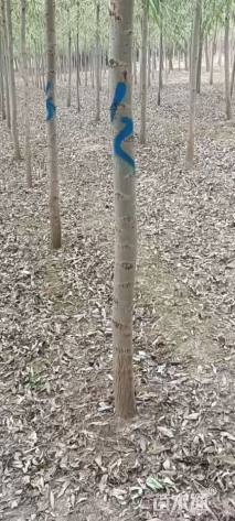 12公分柳树