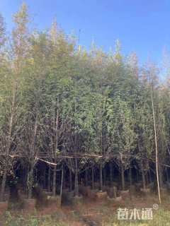 8公分水杉