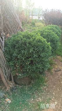 冠幅150厘米大叶黄杨球