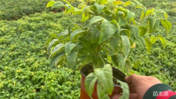 高度31厘米火焰南天竹