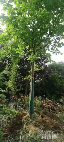10公分白玉兰