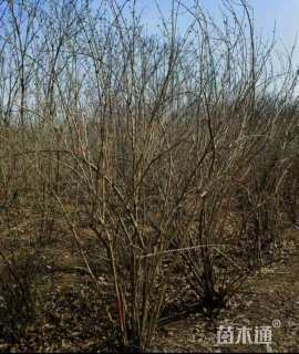 高度250厘米丛生金银木