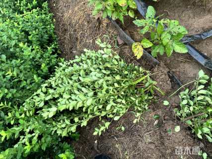 冠幅40厘米卫矛球