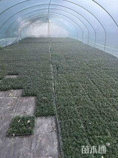 高度20厘米玉龙草