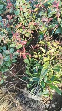 0.1公分红叶石楠