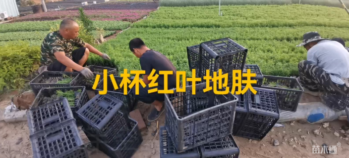 高度30厘米地肤