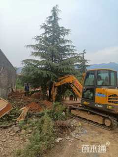 高度1700厘米雪松