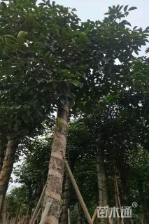 3公分秋枫