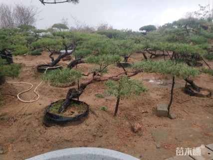 18公分造型赤松