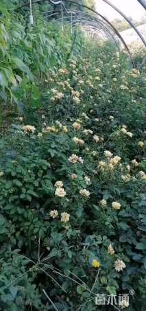 高度30厘米月季