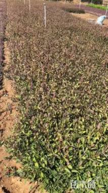 高度40厘米红花忍冬