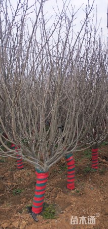 12公分日本晚樱