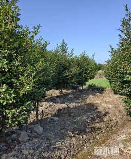 高度280厘米茶梅