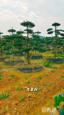 移栽苗造型罗汉松