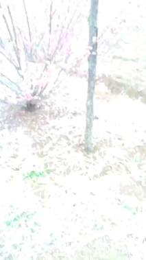 3公分(5杆)丛生红梅