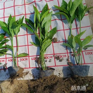 高度22厘米洒金珊瑚小苗