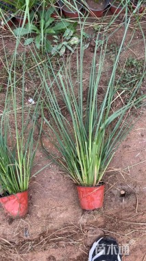 高度70厘米金红羽狼尾草