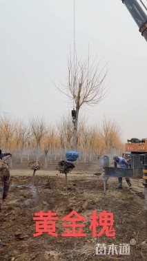 12公分黄金槐