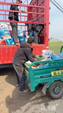 高度50厘米柳叶马鞭草