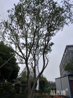 40公分朴树