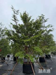 高度300厘米蚊母