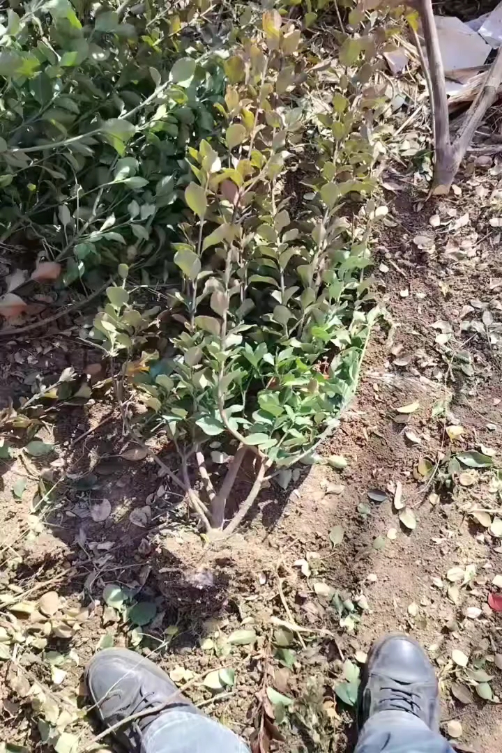 高度60厘米卫矛